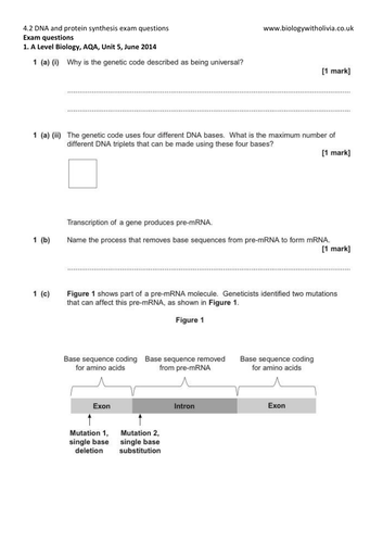 4.2 DNA and protein synthesis (transcription and translation) exam questions | A Level Biology AQA