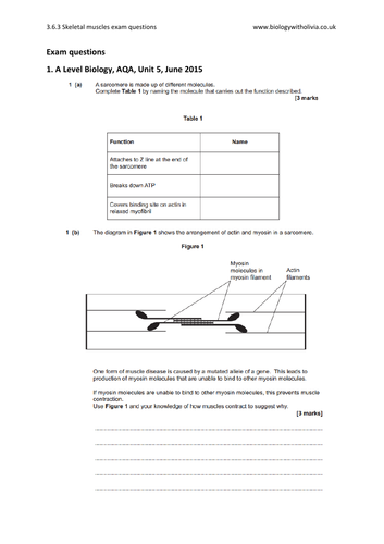 6.3 Skeletal muscles (sliding filament theory) exam questions | A Level Biology AQA