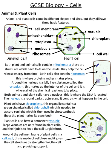 Home Learning Pack ~ GCSE Biology ~ Cells