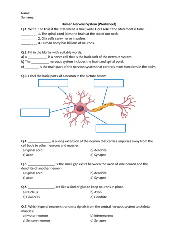 human-nervous-system-worksheet-printable-and-distance-learning-teaching-resources