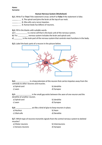 Human Nervous System - Worksheet | Printable and Distance Learning