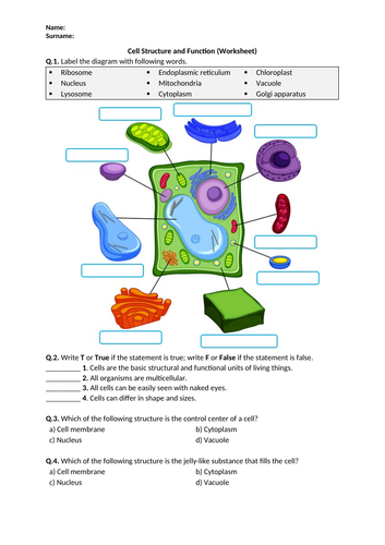 Cell Structure and Function - Worksheet | Printable and Distance Learning