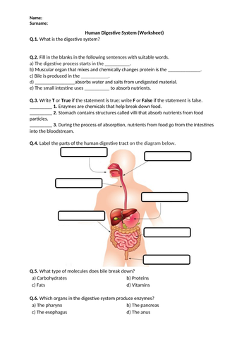 human digestive system diagram worksheet