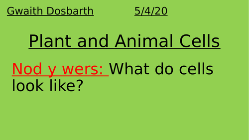 Plant and Animal Cells