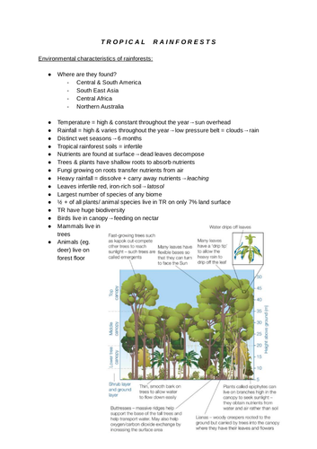 GCSE Geography- Tropical Rainforests (Physical)