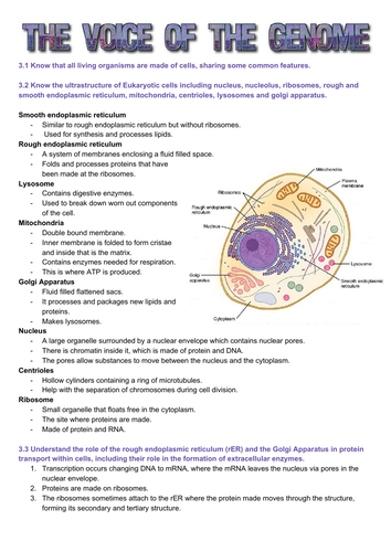 Edexcel SNAB Biology A level module 3: The voice of the genome revision notes