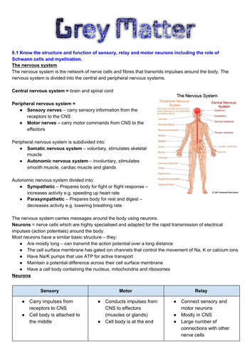 Edexcel SNAB Biology A level module 8: grey matter revision notes