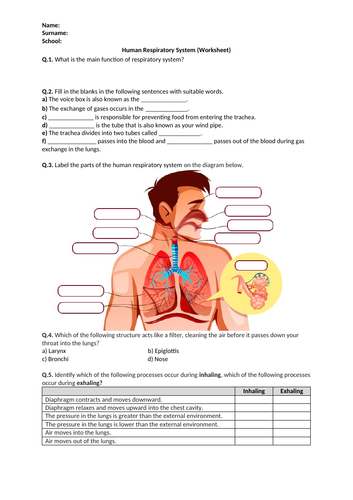 Human Respiratory System - Worksheet | Distance Learning | Teaching ...