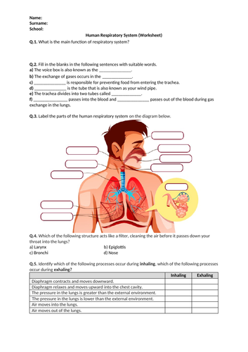 Human Respiratory System - Worksheet | Distance Learning