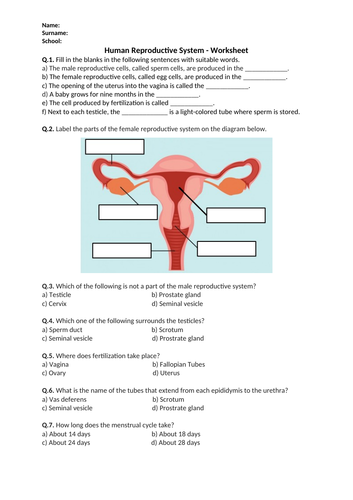 Human Reproductive System Worksheet Printable And Distance Learning Teaching Resources 