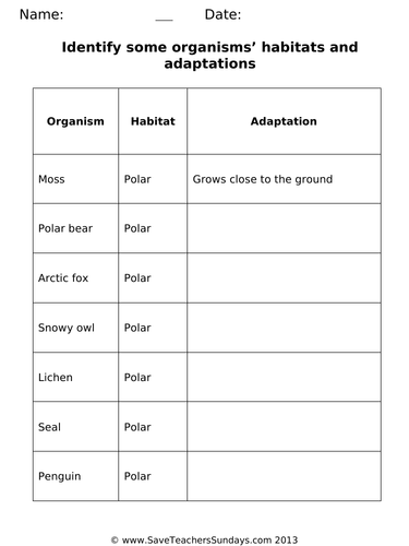 Habitats and Adaptations KS1 Lesson Plan and Worksheets (differentiated)
