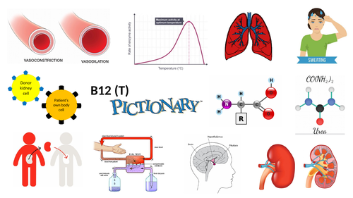 B12 Homeostasis in Action (Retrieval practice)