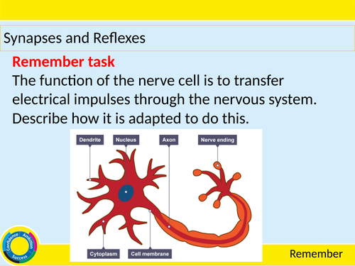 Synapses and Reflexes