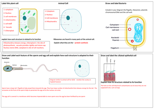 GCSE Biology Topic 1 Revision mat- Key concepts