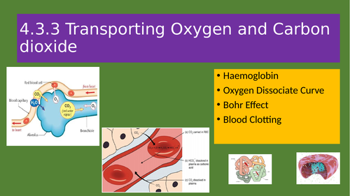 As Biology: Transport of Oxygen, Carbon dioxide and Blood Clotting