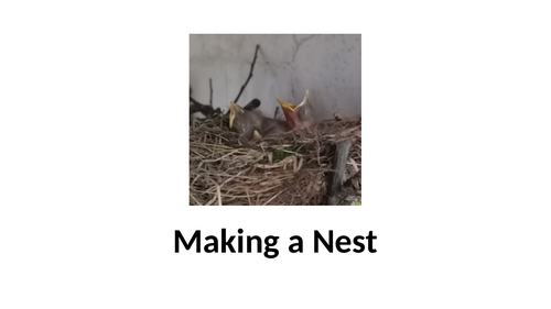 Making bird feeder and a nest.