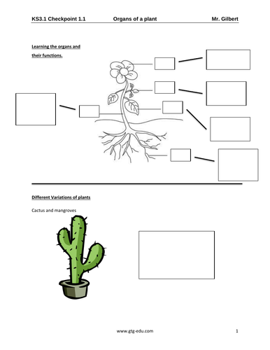 year 7 igcse plants organ and functions teaching resources