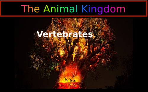 The Animal Kingdom -Vertebrates