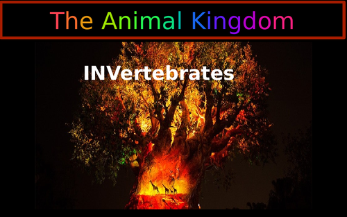 The Animal Kingdom -Invertebrates