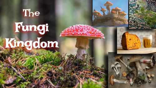The Fungi Kingdom