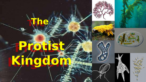 The Protists Kingdom