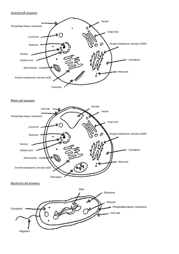 Biology cell organelle labels A-level