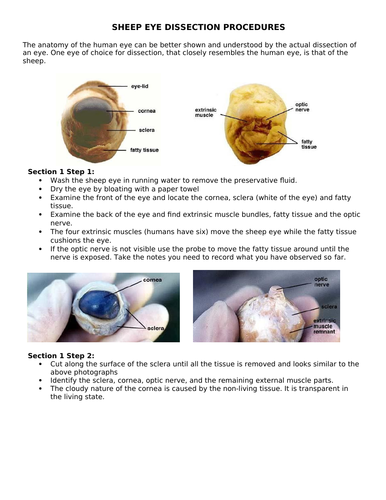 AQA new specification-B10.5-Eye Dissection-Practical