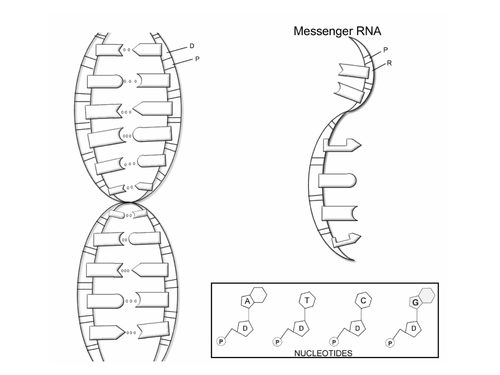 DNA Structure Coloring Diagram