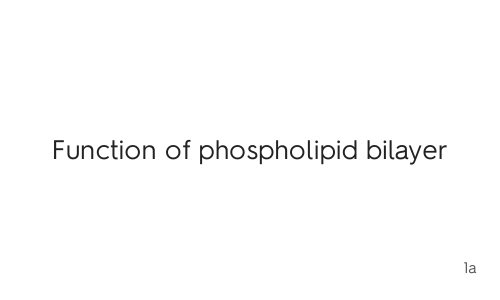 AQA AS Biology - Chapter 4 (Transport Across the Cell Membrane