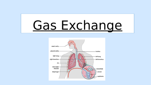 Gas Exchange Revision
