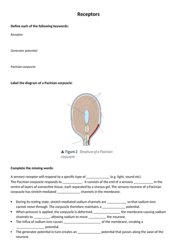 Receptors - Pacinian Corpuscle Worksheet