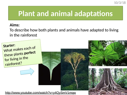 Rainforest plant & animal adaptations (AQA The Living World) | Teaching  Resources