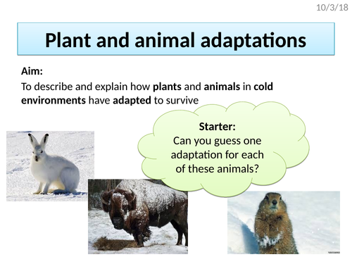 Plant and animal adaptations in cold environments (AQA The Living World)