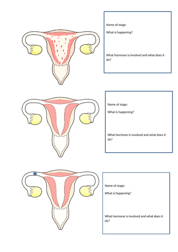 Menstrual stages