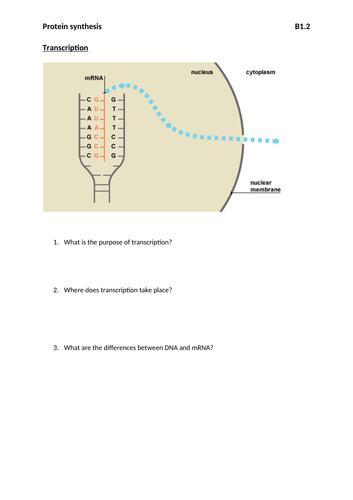 Protein synthesis