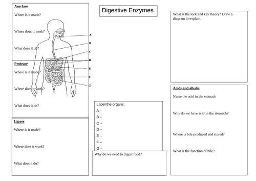 Digestion and enzymes revision mat