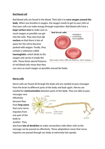 Specialised Animal Cells Teaching Resources