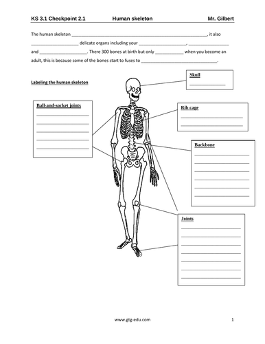 igcse year 7 biology humans as organisms teaching resources