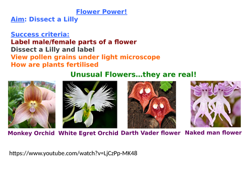 Flower Dissection