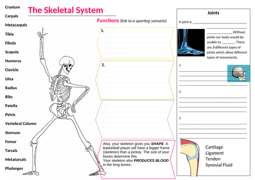 Skeletal system learning mat