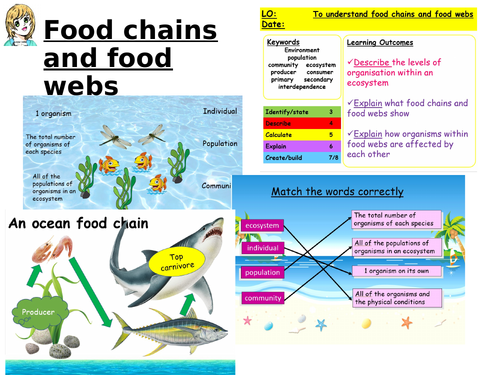 Food chains and Food webs