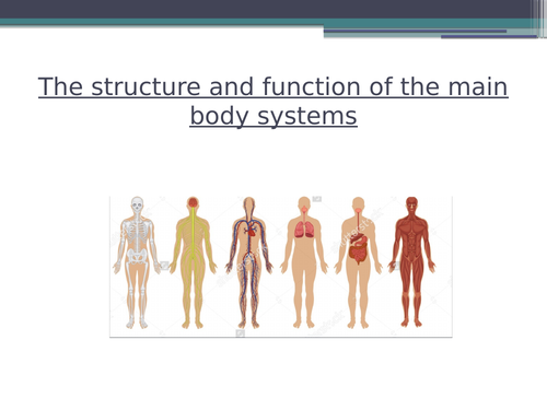 Body Systems - Physical Education