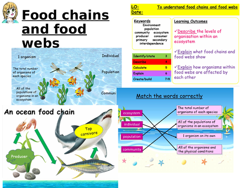 Food chains and food webs | Teaching Resources