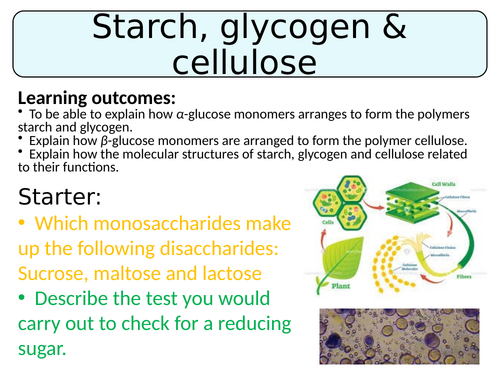 NEW (2016) A-Level Biology - Starch, Cellulose & Glycogen