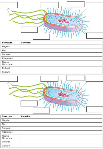 Prokaryotes and Eukaryotes - A level / Applied Level