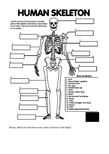 KS3 Health and Lifestyle Full unit