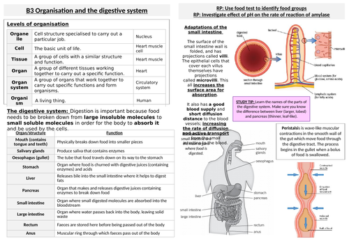 B3Organisation and the digestive system Knowledge Organiser