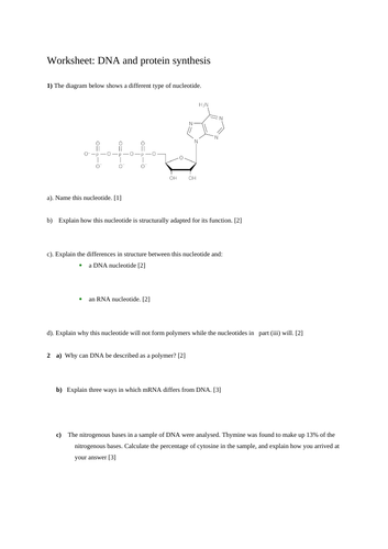 Worksheet: DNA and Protein Synthesis