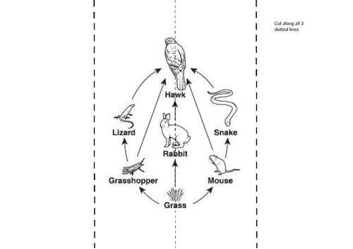 Food Web Interactive Notes