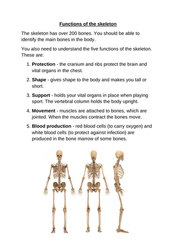 Function of the Skeleton